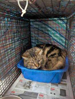 Rescue Domestic Medium Hair and Domestic Short Hair Cats for Adoption in Montreal, Quebec - Beauty | PetCurious