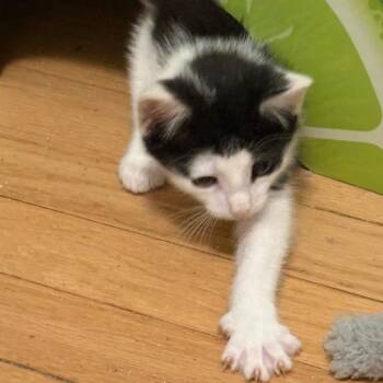 Brogue -  Domestic Short Hair Cat for Adoption in Evanston, Illinois - Brogue | PetCurious