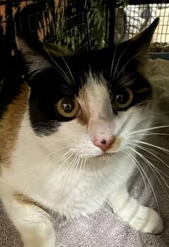 Bellini Oz -  Domestic Short Hair Cat for Adoption in Mount Laurel Township, New Jersey - Bellini Oz | PetCurious