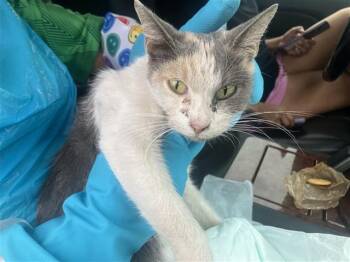 MOMMA -  Domestic Short Hair Cat for Adoption in San Antonio, Texas - MOMMA | PetCurious