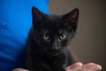 Pepsi -  Domestic Short Hair Cat for Adoption in Winchester, Kentucky - Pepsi | PetCurious