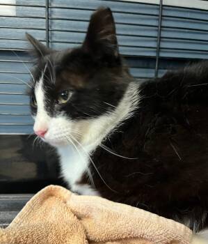 Bandit -  Domestic Short Hair Cat for Adoption in Taycheedah, Wisconsin - Bandit | PetCurious