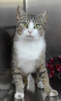 Enterprise -  Domestic Short Hair Cat for Adoption - Enterprise | PetCurious