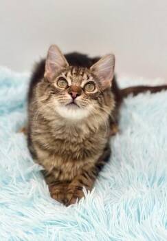 Thimble -  Maine Coon Cat for Adoption in Covington, Louisiana - Thimble | PetCurious
