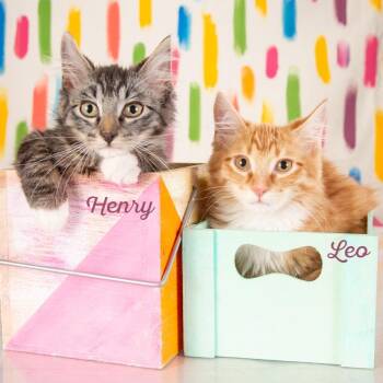Henry -  Domestic Long Hair Cat for Adoption in Springfield, Missouri - Henry | PetCurious