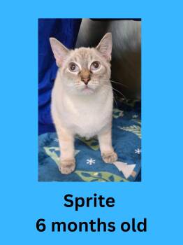Sprite -  Domestic Short Hair Cat for Adoption in Ravenna, Ohio - Sprite | PetCurious