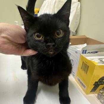 Domestic Short Hair Cats Available for Adoption - Amelia | PetCurious