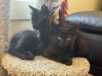 Soot -  Domestic Long Hair Cat for Adoption in Emerald Isle, North Carolina - Soot | PetCurious