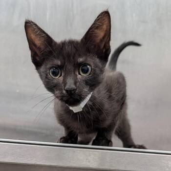 Tuna -  Domestic Short Hair Cat for Adoption in Hawthorne, California - Tuna | PetCurious