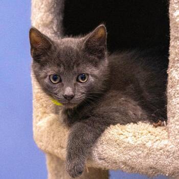 Fungi -  Domestic Short Hair Cat for Adoption in Wilmington, Delaware - Fungi | PetCurious