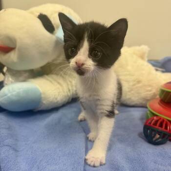 Domestic Short Hair Cats Available for Adoption in Houston, Texas - Marcelo | PetCurious