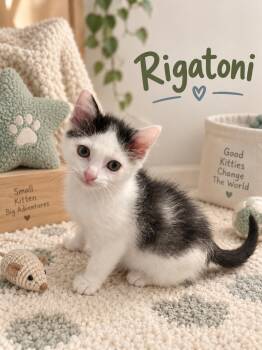 Rigatoni -  Domestic Long Hair and Tuxedo Cat for Adoption in Dickinson, Texas - Rigatoni | PetCurious