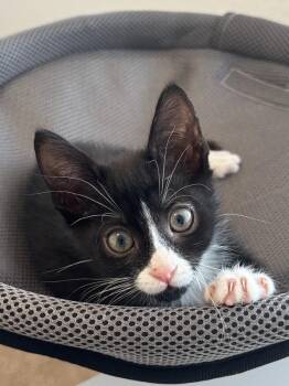 Buster -  Domestic Short Hair Cat for Adoption in West Palm Beach, Florida - Buster | PetCurious
