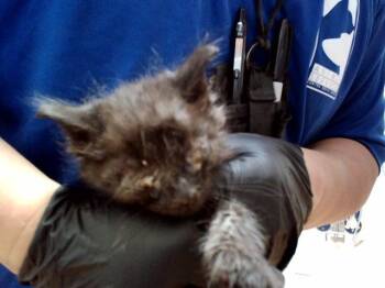 Domestic Medium Hair Cats Available for Adoption in Martinez, California - A1047414 | PetCurious