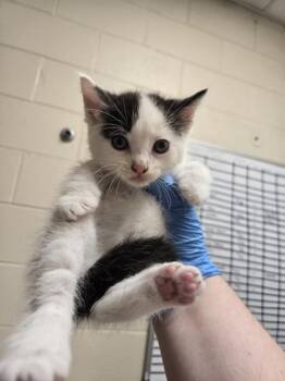 Moss -  Domestic Short Hair Cat for Adoption in Westland, Michigan - Moss | PetCurious