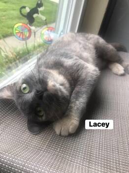 Rescue American Shorthair Cats for Adoption in Cincinnati, Ohio - Lainey & Lacey | PetCurious