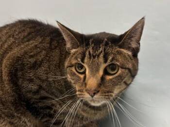 Jake -  Domestic Long Hair and Domestic Short Hair Cat for Adoption in Minneapolis, Minnesota - Jake | PetCurious