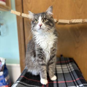 Domestic Long Hair Cats Available for Adoption in Fargo, North Dakota - Roosevelt | PetCurious