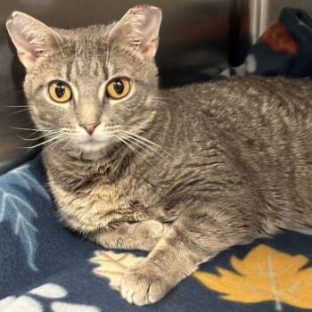 Domestic Short Hair Cats Available for Adoption in Davenport, Iowa - Round Blueberry | PetCurious
