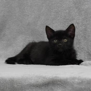 Jack -  Domestic Short Hair Cat for Adoption in Sunnyvale, California - Jack | PetCurious