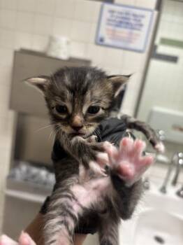 HANNAH -  Domestic Short Hair Cat for Adoption in Dallas, Texas - HANNAH | PetCurious