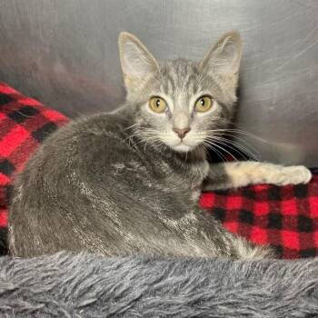 Happy -  Domestic Short Hair Cat for Adoption in Roanoke, Virginia - Happy | PetCurious
