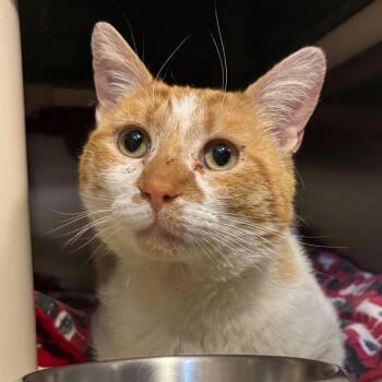 Domestic Short Hair Cats Available for Adoption in Wilmington, Delaware - Toast | PetCurious