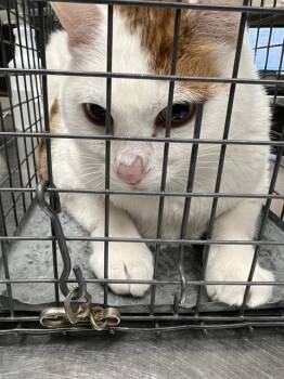 THUMPER -  Domestic Medium Hair Cat for Adoption in Las Vegas, Nevada - THUMPER | PetCurious