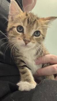 Lillian -  Domestic Short Hair Cat for Adoption in Fishers, Indiana - Lillian | PetCurious