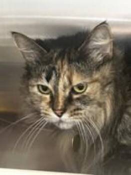 Domestic Long Hair Cats Available for Adoption in Lansing, Michigan - Min Min | PetCurious