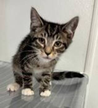 Rescue Domestic Short Hair Cats for Adoption in Portsmouth, Ohio - Lenox | PetCurious