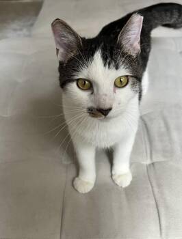 Rescue Domestic Short Hair Cats for Adoption in Philadelphia, Pennsylvania - Parsley | PetCurious