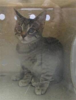 A478037 -  Domestic Short Hair Cat for Adoption in Oklahoma City, Oklahoma - A478037 | PetCurious