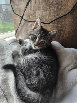 Jade -  Domestic Short Hair Cat for Adoption in Rochester Hills, Michigan - Jade | PetCurious