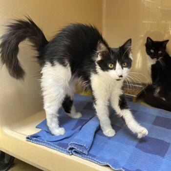 Astoria -  Domestic Long Hair and Tabby Cat for Adoption in Clarksville, Virginia - Astoria | PetCurious