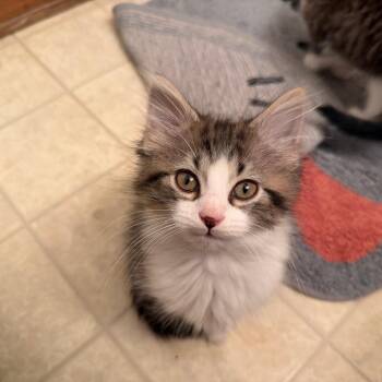 Blippi -  Domestic Short Hair Cat for Adoption in Yorktown, Indiana - Blippi | PetCurious