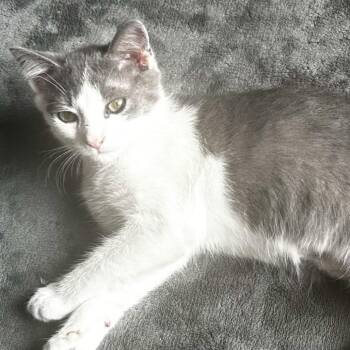 Pixy -  Domestic Short Hair Cat for Adoption in Philadelphia, Pennsylvania - Pixy | PetCurious