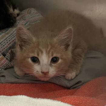Salix -  Domestic Short Hair Cat for Adoption in Charlottesville, Virginia - Salix | PetCurious