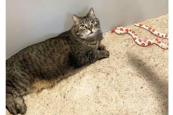 Bastet -  Domestic Short Hair Cat Available for Adoption in Lincoln, Nebraska - Bastet | PetCurious