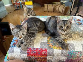 Rescue Domestic Medium Hair Cats for Adoption in Antioch, California - Desi & Lucy | PetCurious