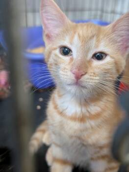 Maple -  Domestic Short Hair Cat for Adoption in Tilton, Illinois - Maple | PetCurious