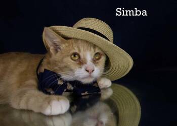 Rescue Tabby Cats for Adoption in York, Nebraska - Simba | PetCurious