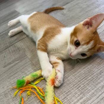 Daffy Duck -  Domestic Short Hair Cat for Adoption in Ottawa, Kansas - Daffy Duck | PetCurious