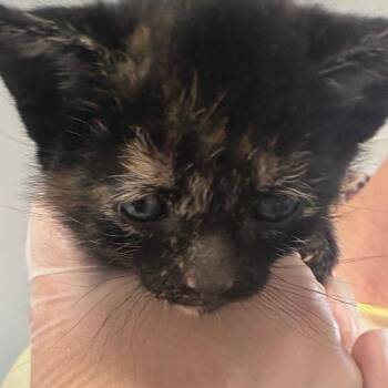 Cora -  Domestic Short Hair Cat for Adoption in Taos, New Mexico - Cora | PetCurious