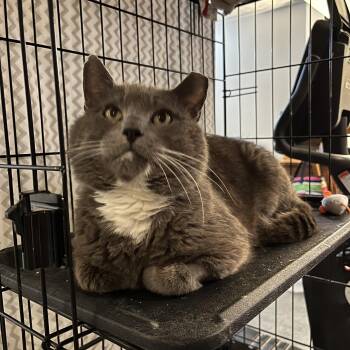 Simon -  Domestic Short Hair Cat Available for Adoption in Bellmawr, New Jersey - Simon | PetCurious