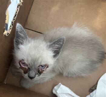 FINN -  Domestic Short Hair Cat for Adoption in Dallas, Texas - FINN | PetCurious