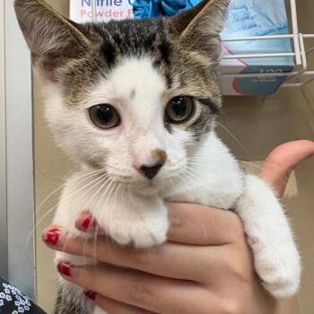 Muichiro -  Domestic Short Hair Cat for Adoption in Birmingham, Alabama - Muichiro | PetCurious