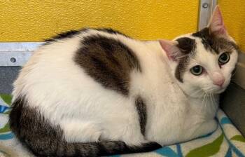 Rescue Domestic Short Hair Cats for Adoption in Dalton, Georgia - Kumi | PetCurious