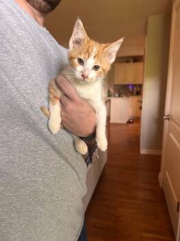 Emerald jade green ball -  Domestic Short Hair Cat for Adoption in Barbourville, Kentucky - Emerald Jade Green Ball | PetCurious