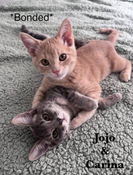 Domestic Short Hair Cats Available for Adoption - Jojo & Carina (bonded Brother & Sister) | PetCurious